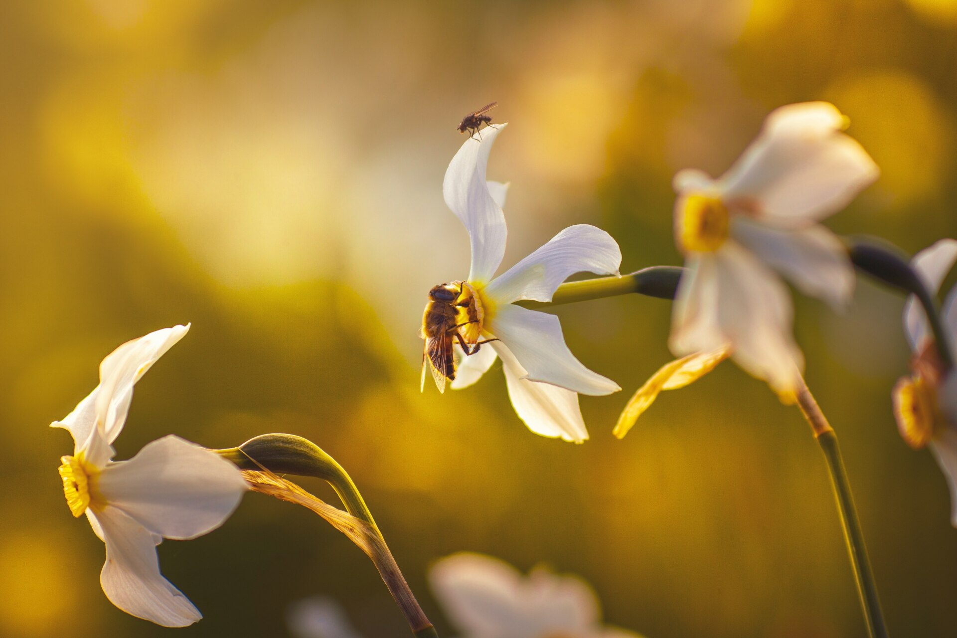 Win One of Six £100 Vouchers from Organic Bulbs