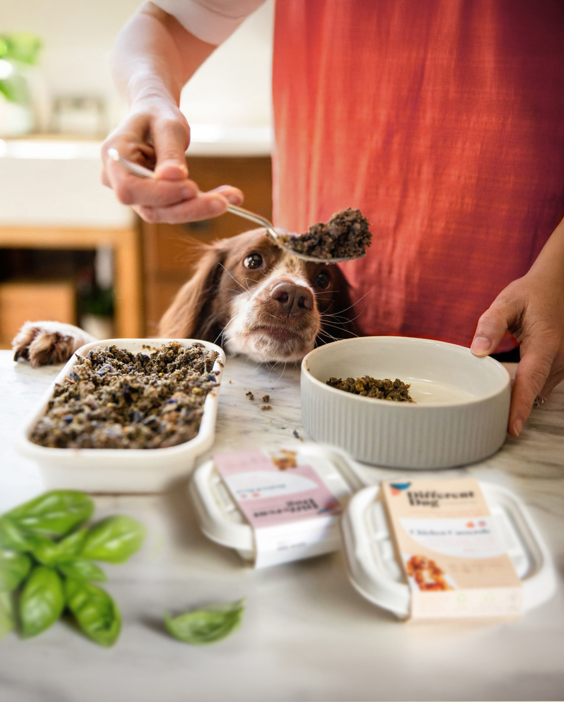 40% Off Your First Two Different Dog Boxes