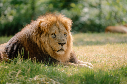 Free Kids tickets at Longleat with a full paying adult